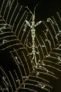 Skeleton shrimp family living in the cave. by Mehmet Salih Bilal 